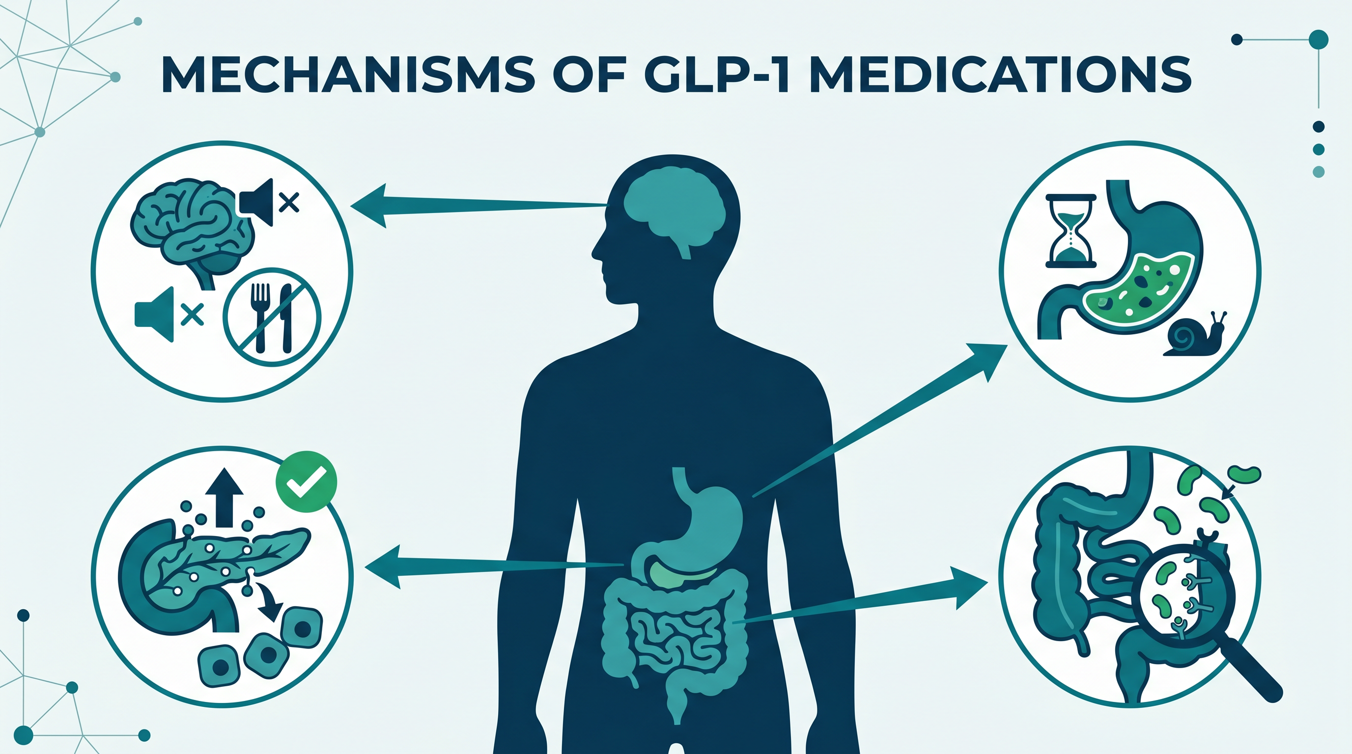 Diagram showing four mechanisms of GLP-1 medications: brain appetite suppression, stomach gastric emptying, pancreas insulin response, intestinal signaling
