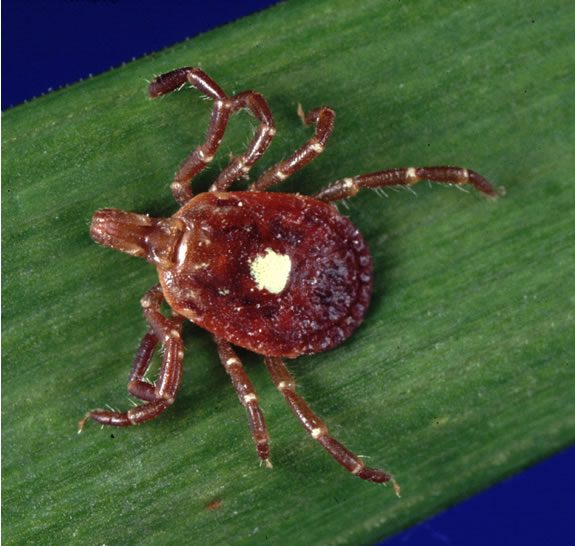Lone star tick (Amblyomma americanum) adult female with a single white dot in the center of its reddish-brown back
