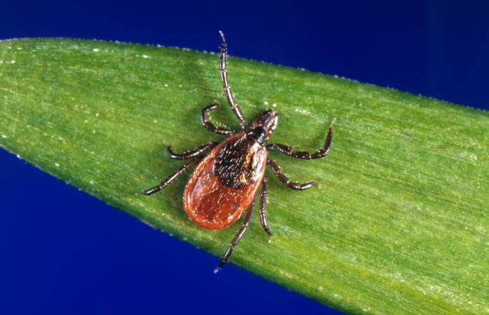 Western blacklegged tick (Ixodes pacificus) on a blade of grass, with an orange-red body and dark legs, closely resembling the eastern deer tick