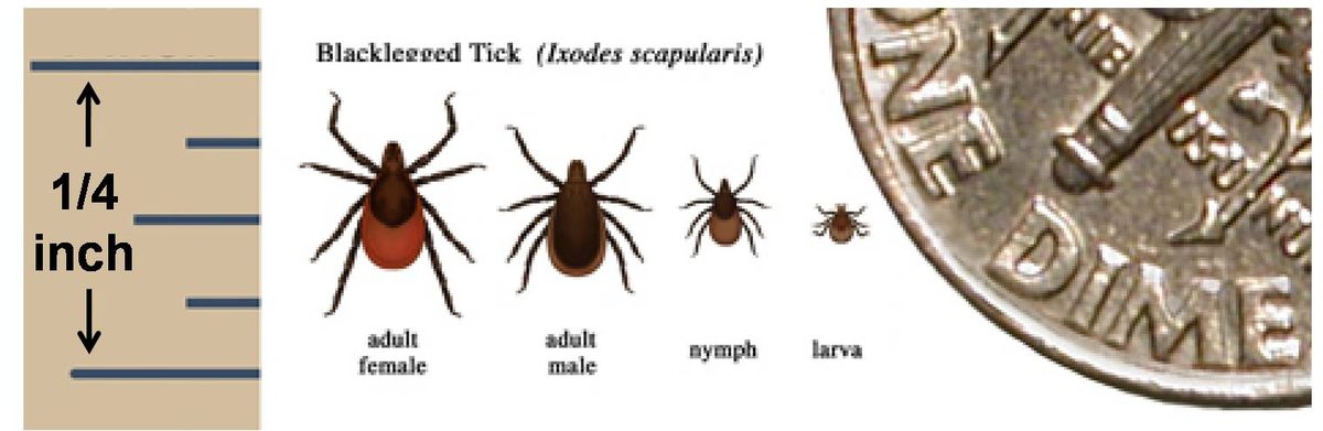 Blacklegged deer tick (Ixodes scapularis) adult female, adult male, nymph, and larva shown next to a dime for size, with an orange-red body and black scutum